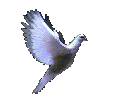 a dove flapping its wings